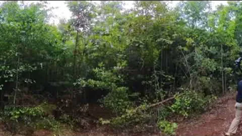 Old Saluda property walk